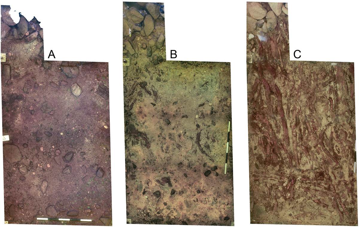 Three stages of the 2021 underwater trench at the Loch Bhorgastail crannog, ending in a dense layer of laid roundwood