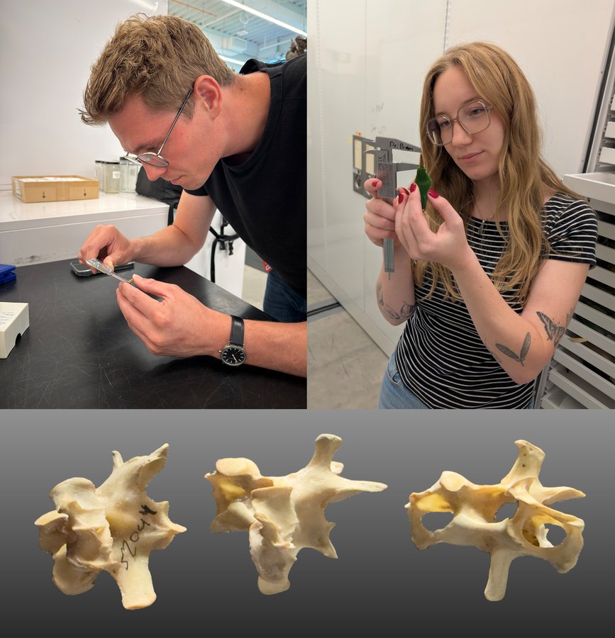 Bart Boom and Megan Vandenberg measuring bird specimens, with three bird vertebrae shown below