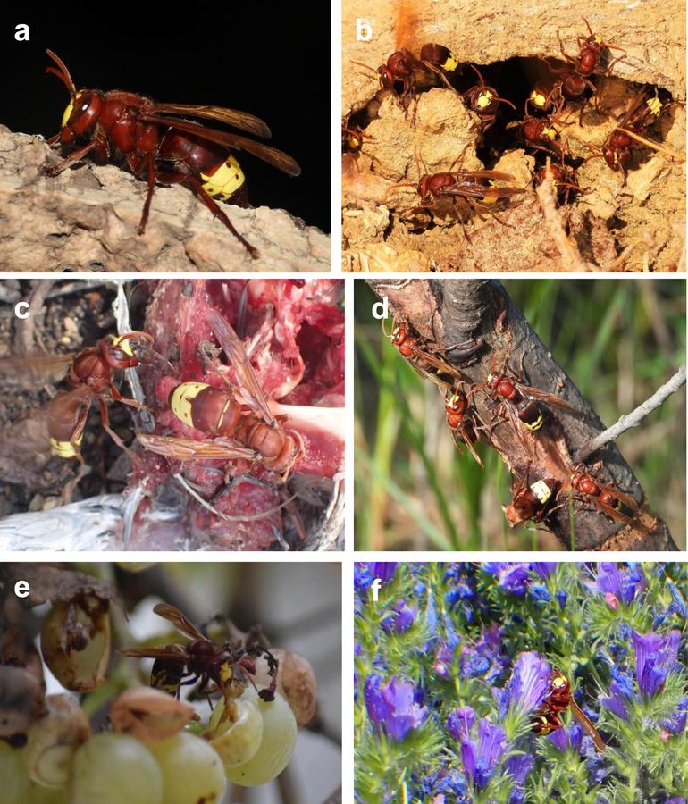 Six photos of oriental hornets in southern Spain: a hornet on bark, workers at an underground nest, hornets on a pigeon carcass, on a branch, on grapes and on a purple Echium flower