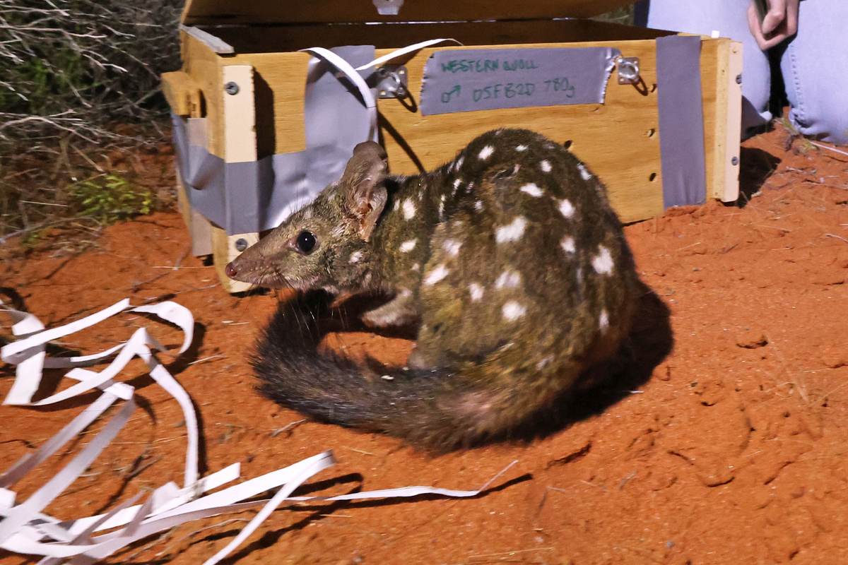 A western quoll leaves its wooden transport box at night on red sand in Sturt National Park