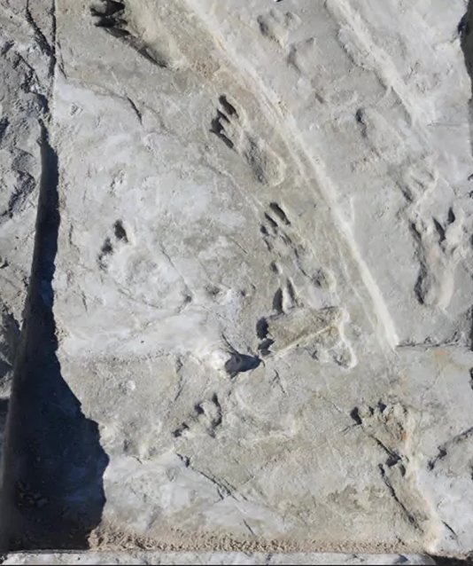 Human footprints pressed into a gypsum surface at White Sands National Park, seen from above