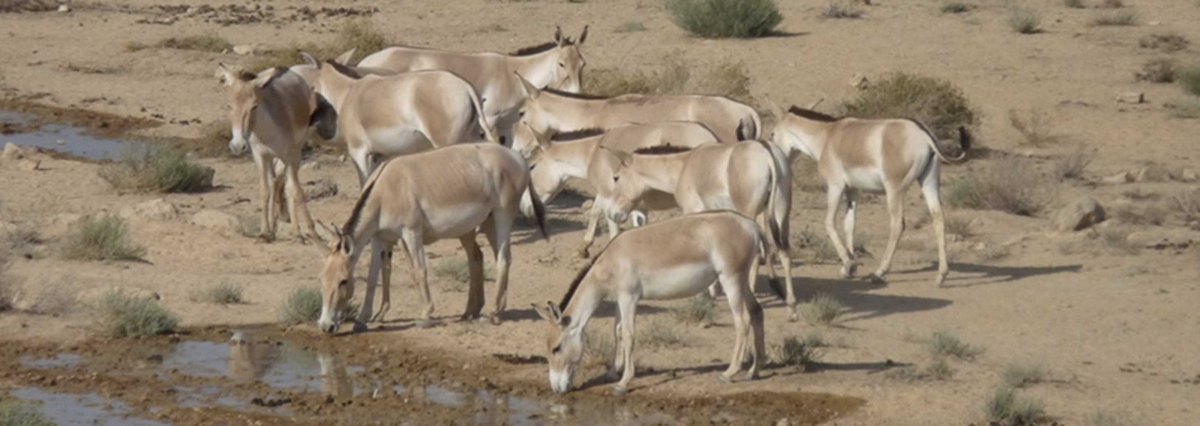 A group of Asiatic wild asses drinking from a shallow pool of water in the Negev desert