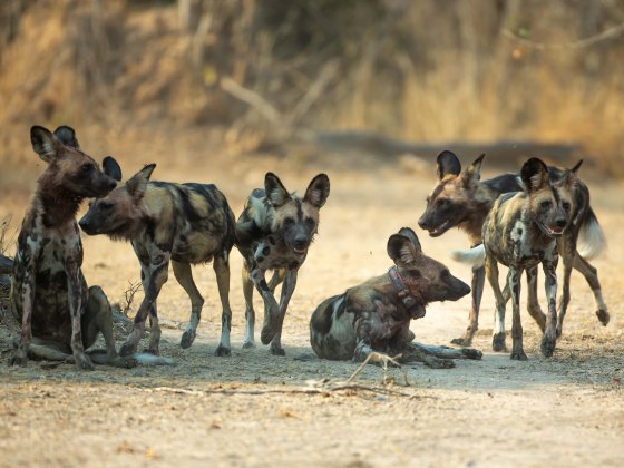 A group of African wild dogs in Zambia, one of them lying down and wearing a tracking collar