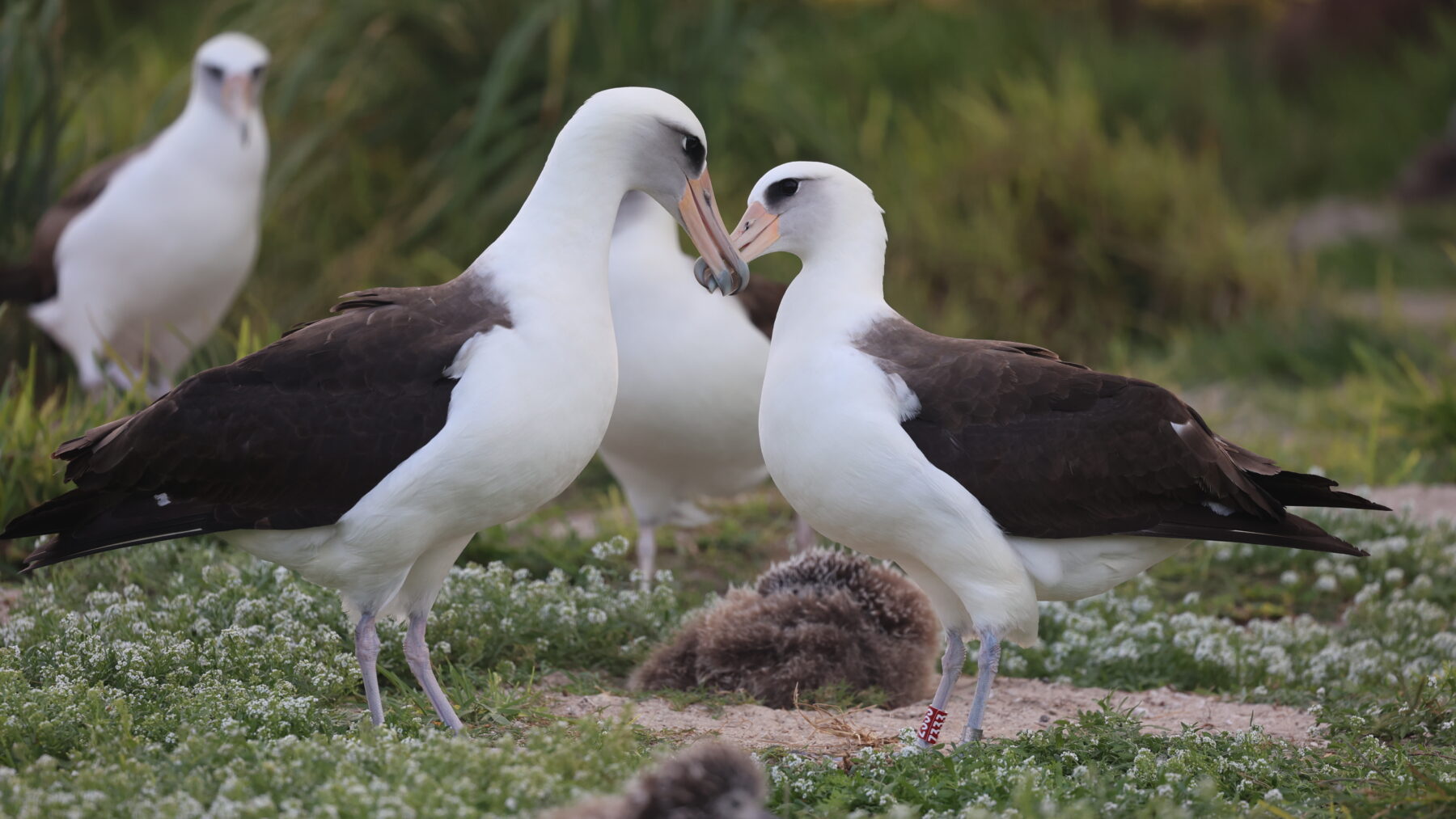 Two Laysan albatrosses face each other on a grassy patch of Midway Atoll, with Wisdom on the right wearing a red leg band and fluffy brown chicks on the ground nearby.