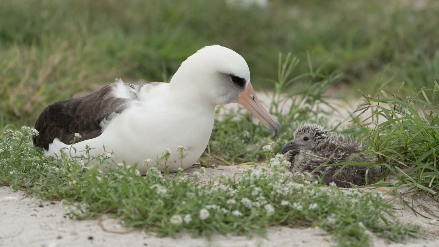 Wisdom, a Laysan albatross with a white head, dark eye patch and pink bill, rests on the ground beside her fluffy gray chick among small white flowers.