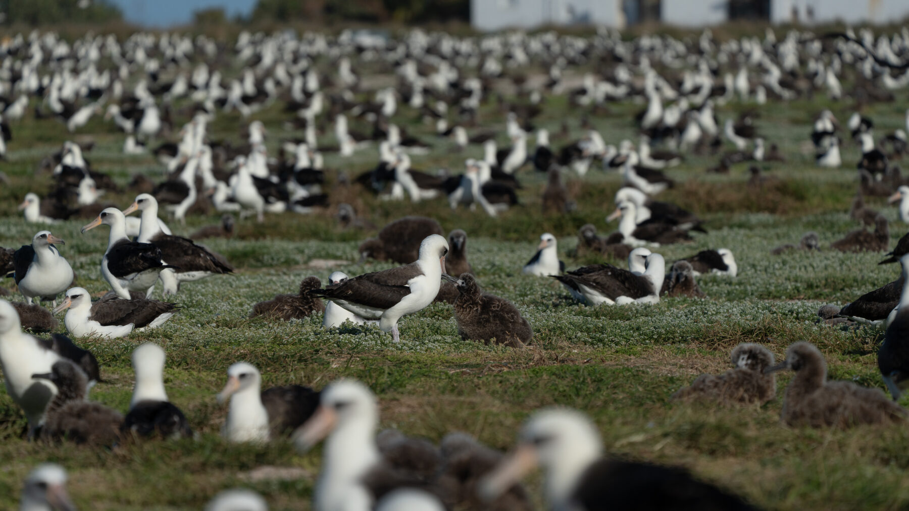 Thousands of Laysan albatross adults and fluffy gray chicks sit on ground nests across a grassy field on Midway Atoll.