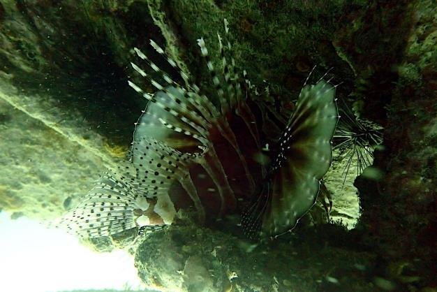 Zebra lionfish sheltering inside a sunken army tank off Narathiwat