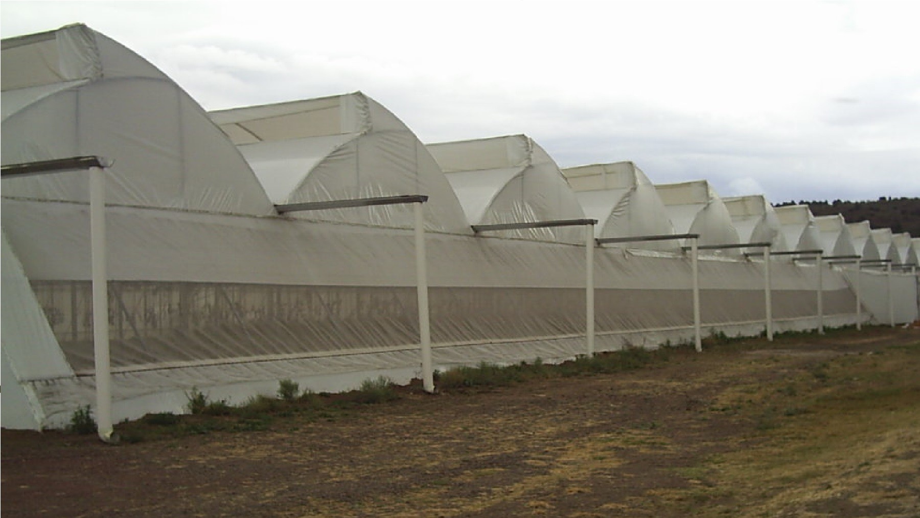 Revolución en la construcción: las próximas viviendas se levantarán en invernaderos