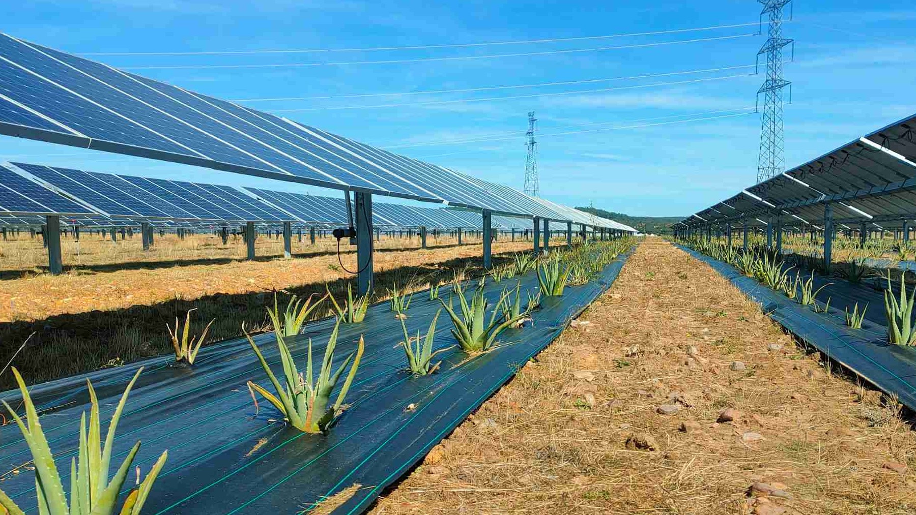 agricultura, agrovoltaica