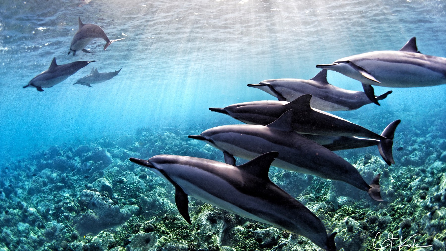 electricidad, séptimo sentido delfines