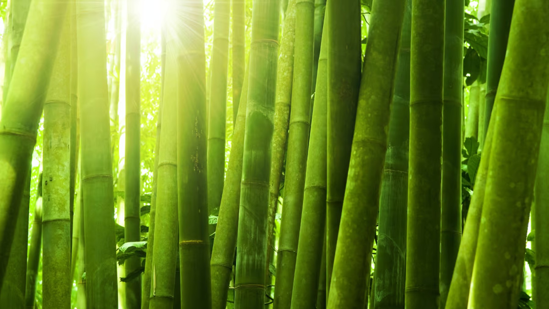 bambú transparente