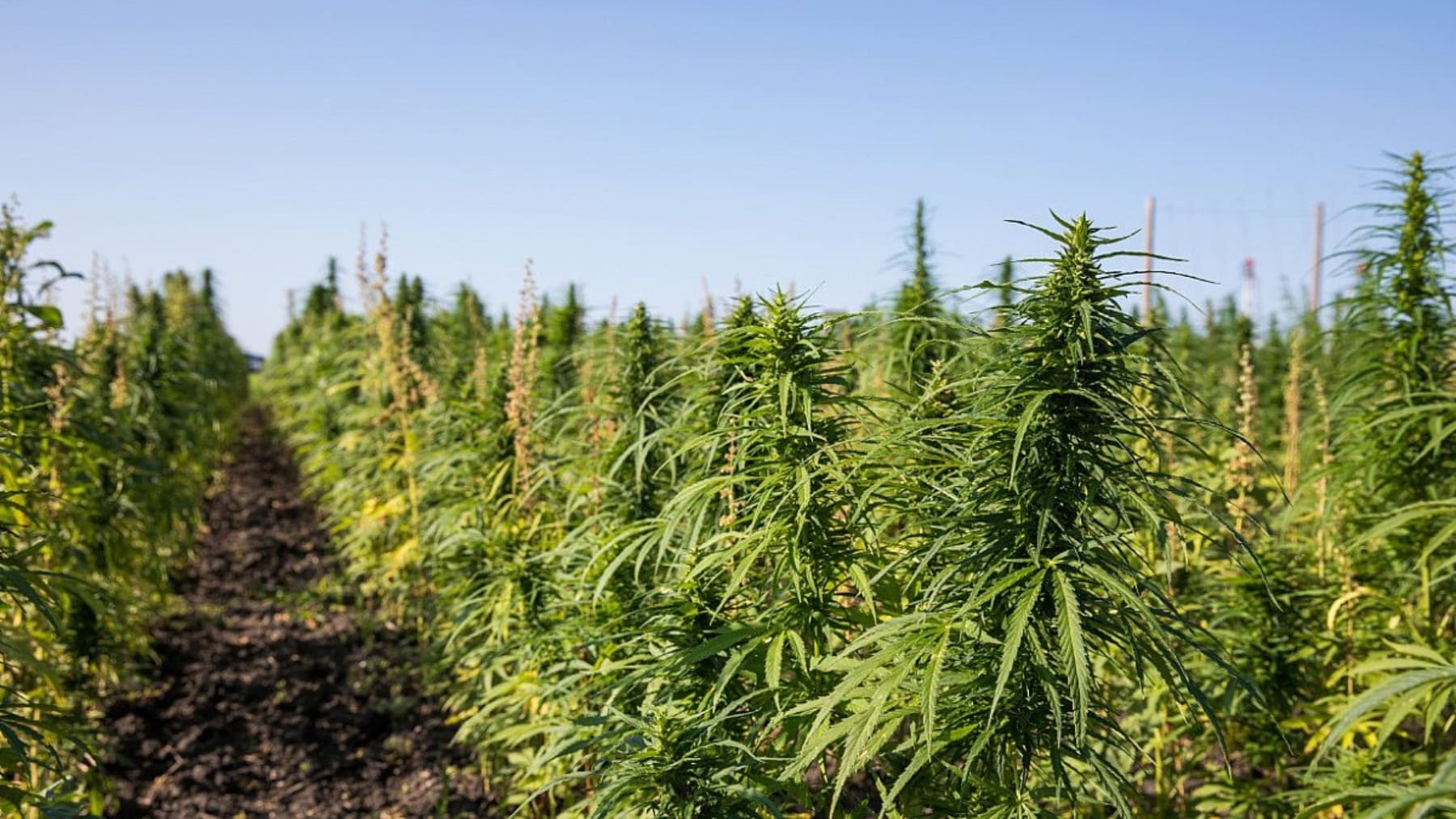 aislante sustituto hormigon