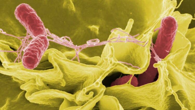 Bacteria