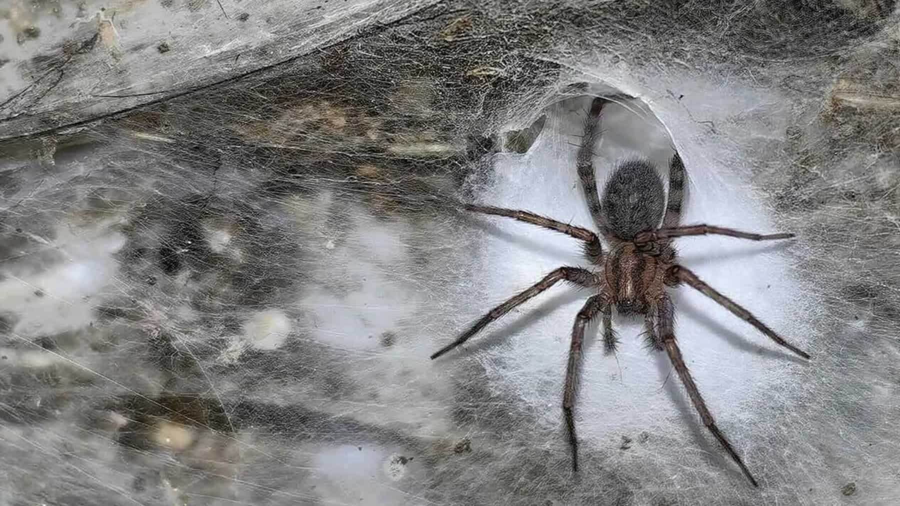 Una araña tejedora de embudo junto a un agujero en forma de embudo en la telaraña