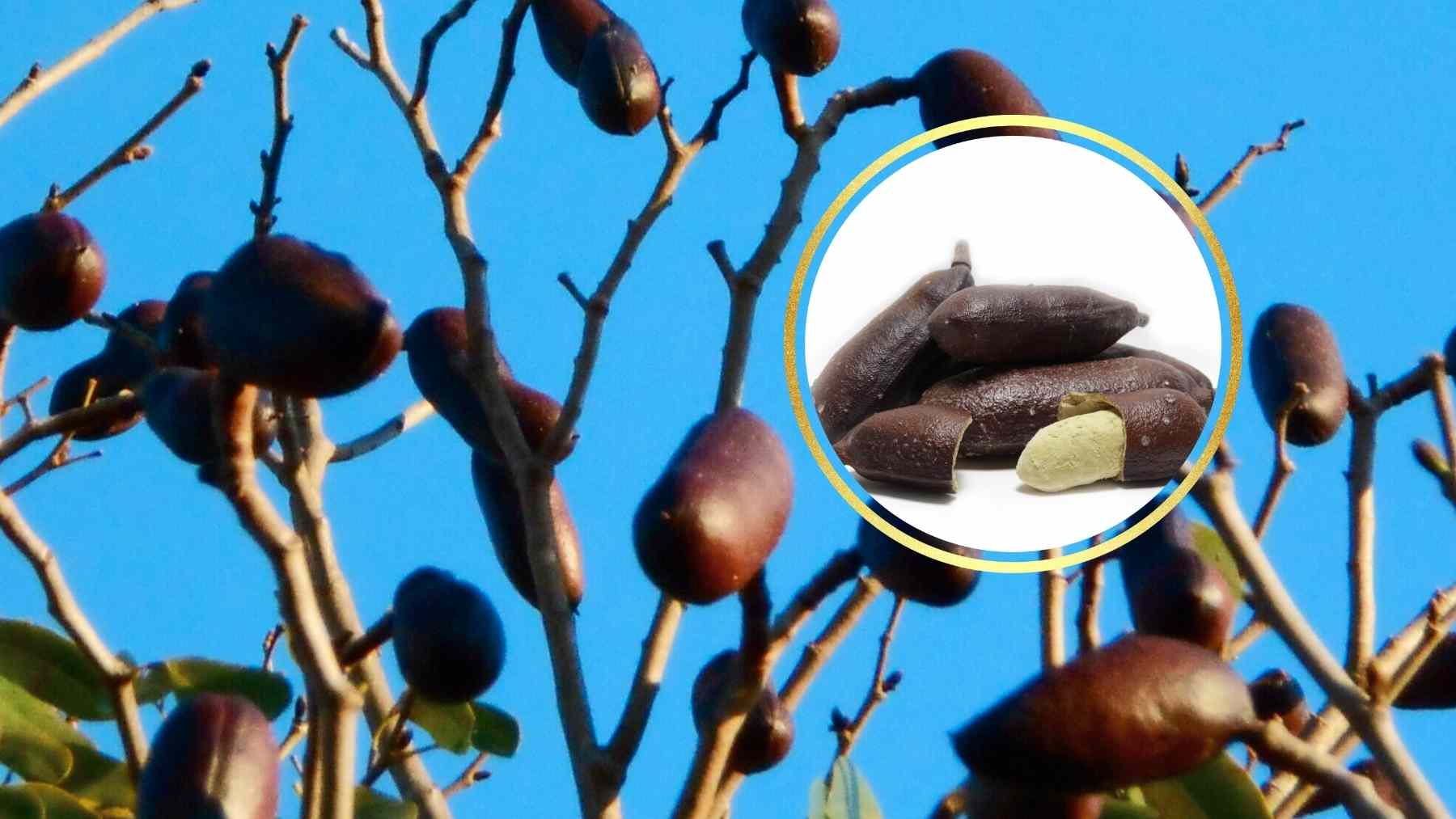 Vainas del jatobá (Hymenaea courbaril) en el árbol, con detalle del fruto y su pulpa