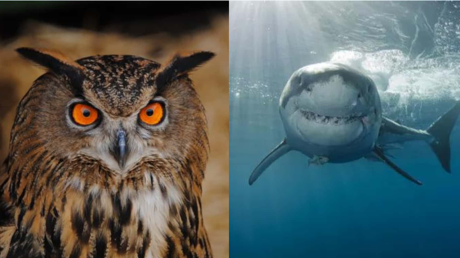 Imagen comparativa de un búho con mirada frontal y un tiburón nadando bajo el agua