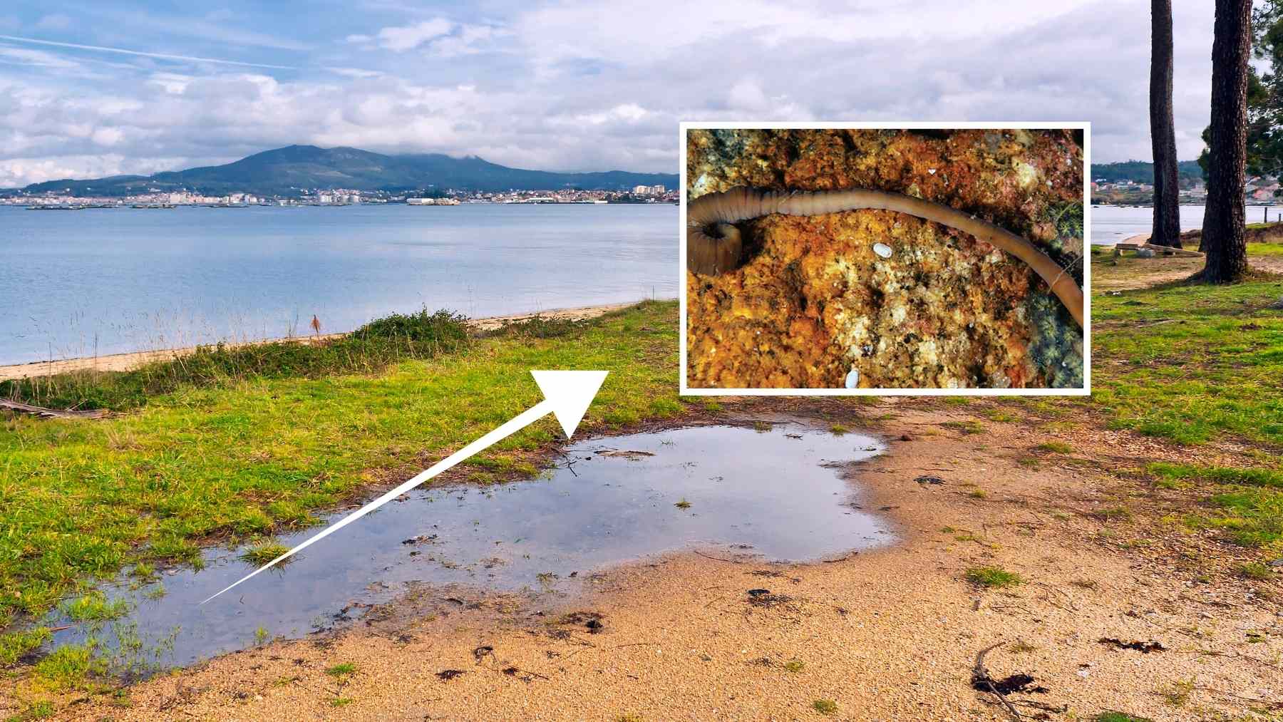 Vista de la ría de Arosa con un recuadro que muestra el “gusano acordeón” (Pararosa vigarae) sobre una roca submarina.