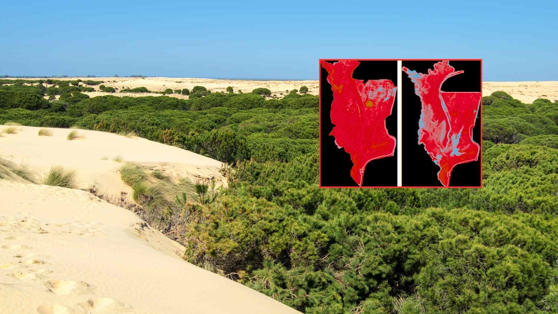 Vista de la marisma de Doñana junto a un mapa satelital que muestra la pérdida de superficie de agua en las últimas décadas