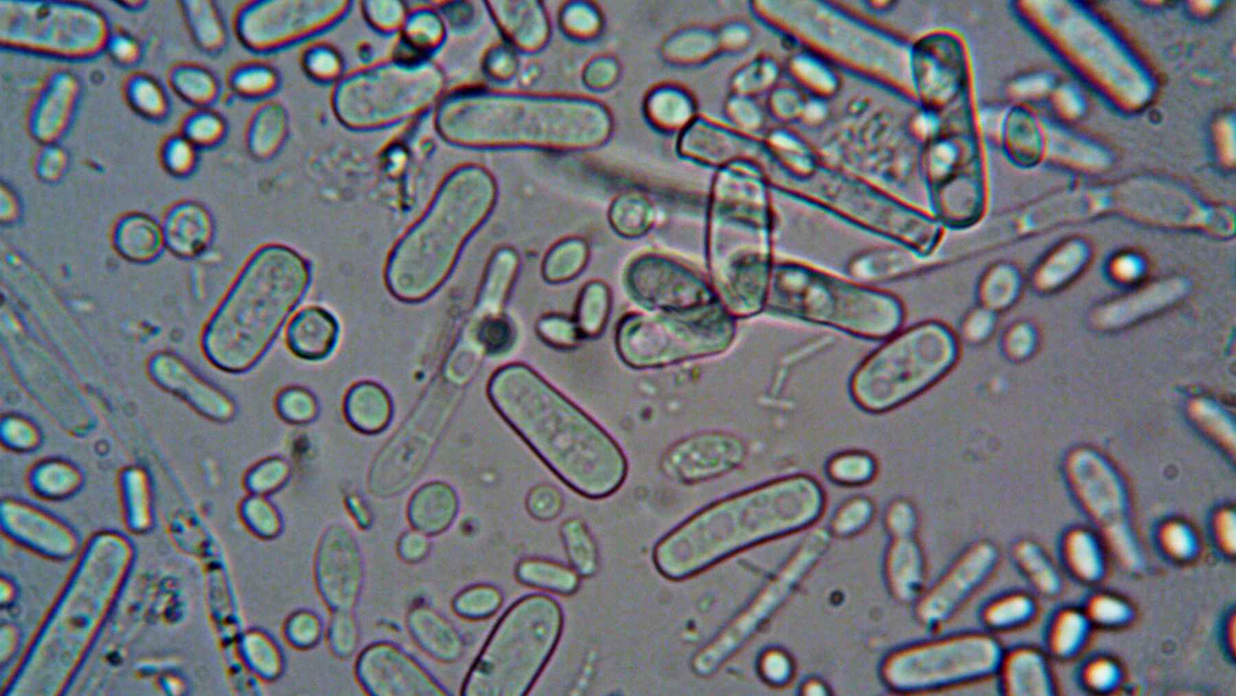 Microbios antiguos congelados reviven después de 40.000 años, se reorganizan y comienzan a devorar carbono