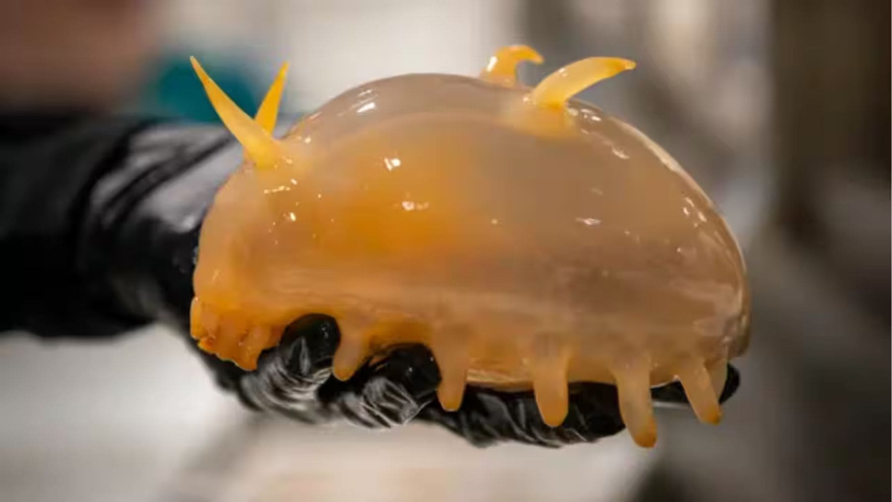 Cerdo de mar hallado en el fondo marino de la Antártida durante una expedición científica