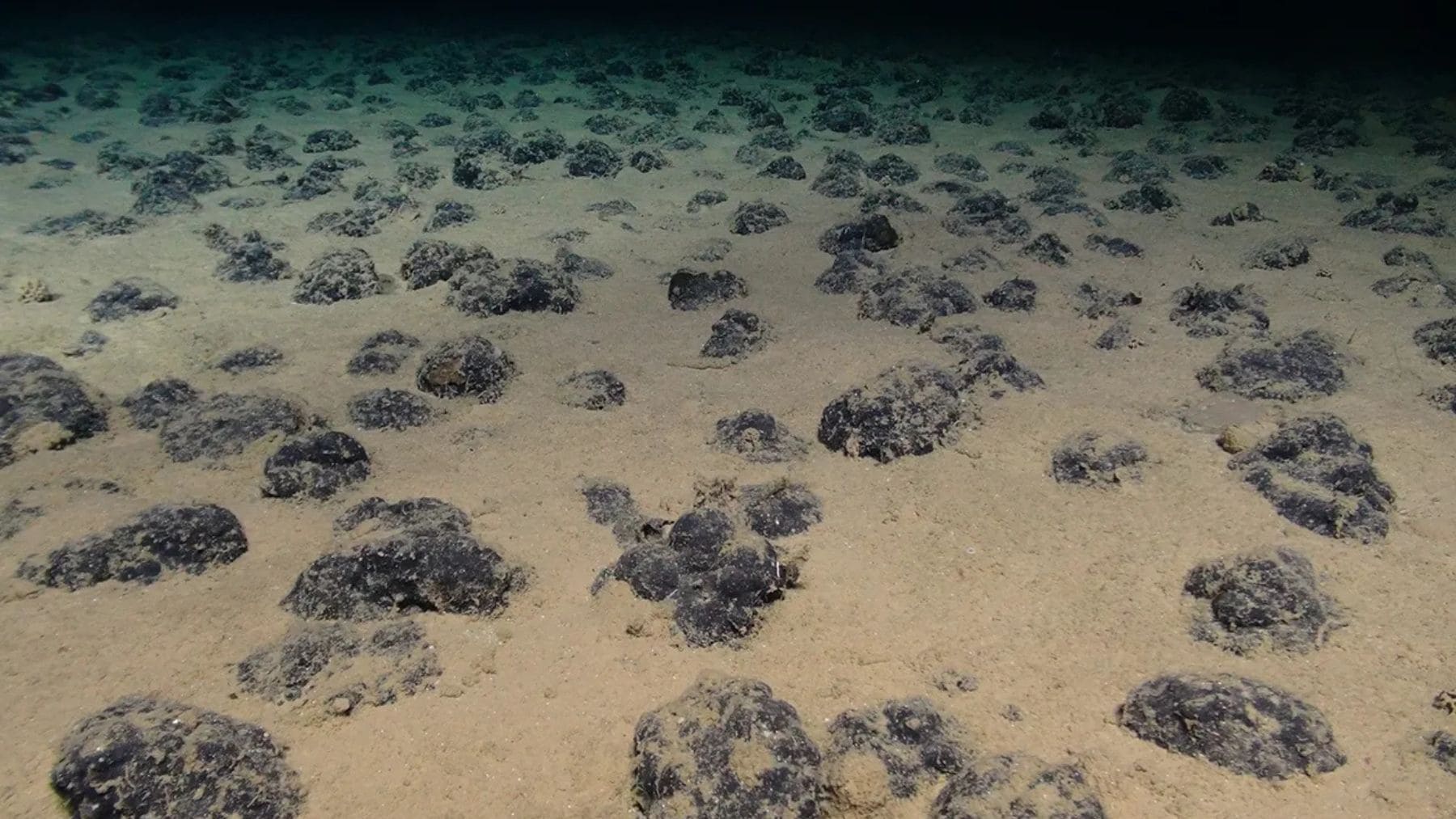 Nódulos polimetálicos sobre el fondo marino en la zona del Pacífico donde se realizaron pruebas de minería submarina