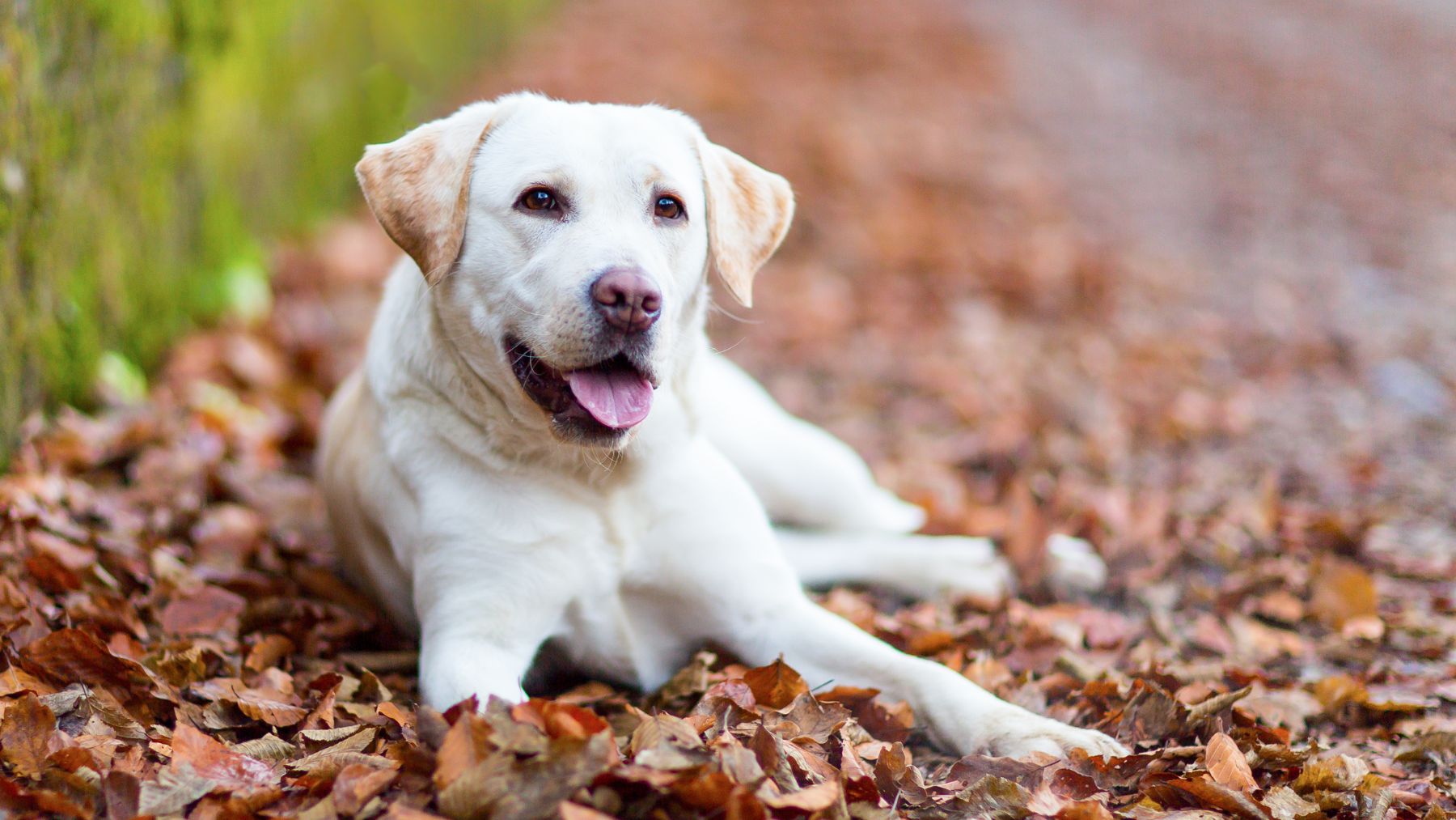 Labrador retriever, una de las razas de perro que un veterinario desaconseja como mascota por su tendencia al sobrepeso.