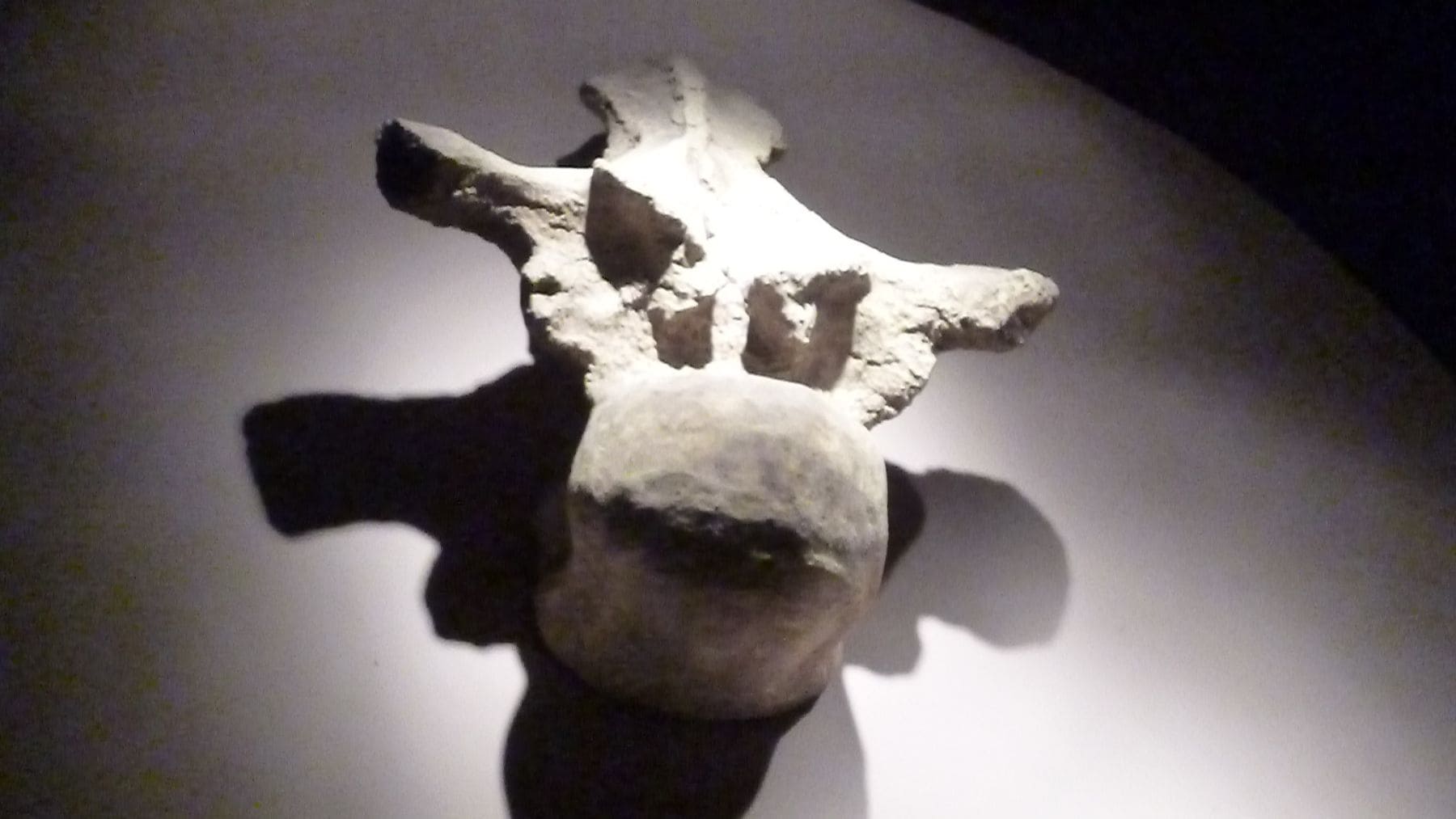 Fósil de dinosaurio gigante usado en un estudio que revela que los grandes saurópodos eran mucho más lentos