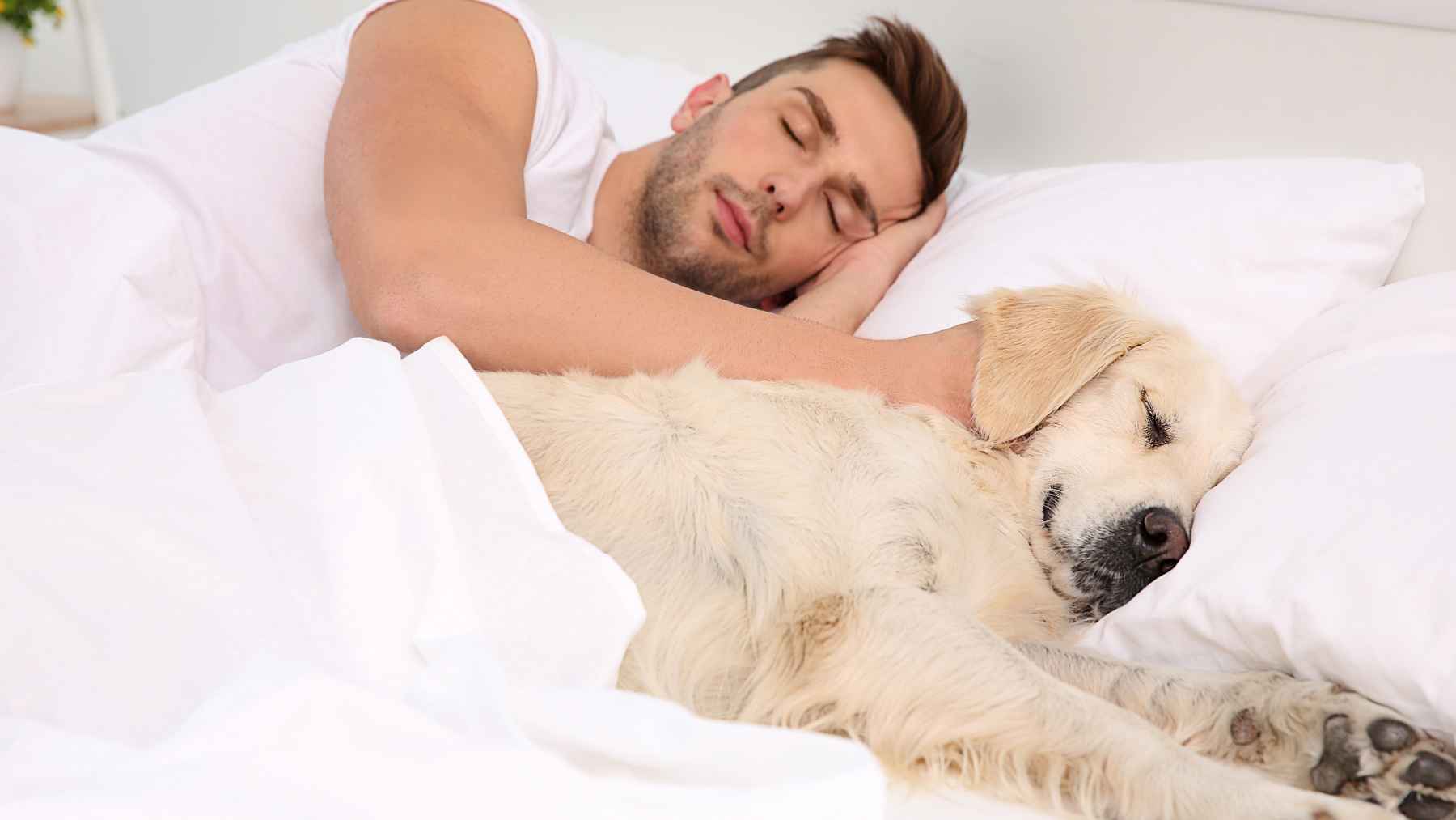 Hombre durmiendo en la cama junto a un perro tipo golden retriever