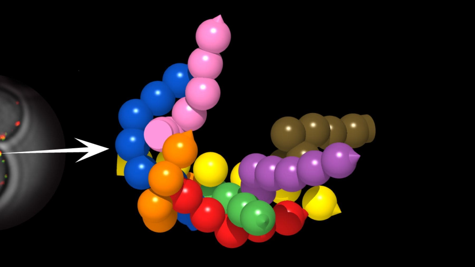 Reconstrucción 3D del anillo flexible ExHOS del exocisto que coordina el amarre de vesículas durante la exocitosis celular
