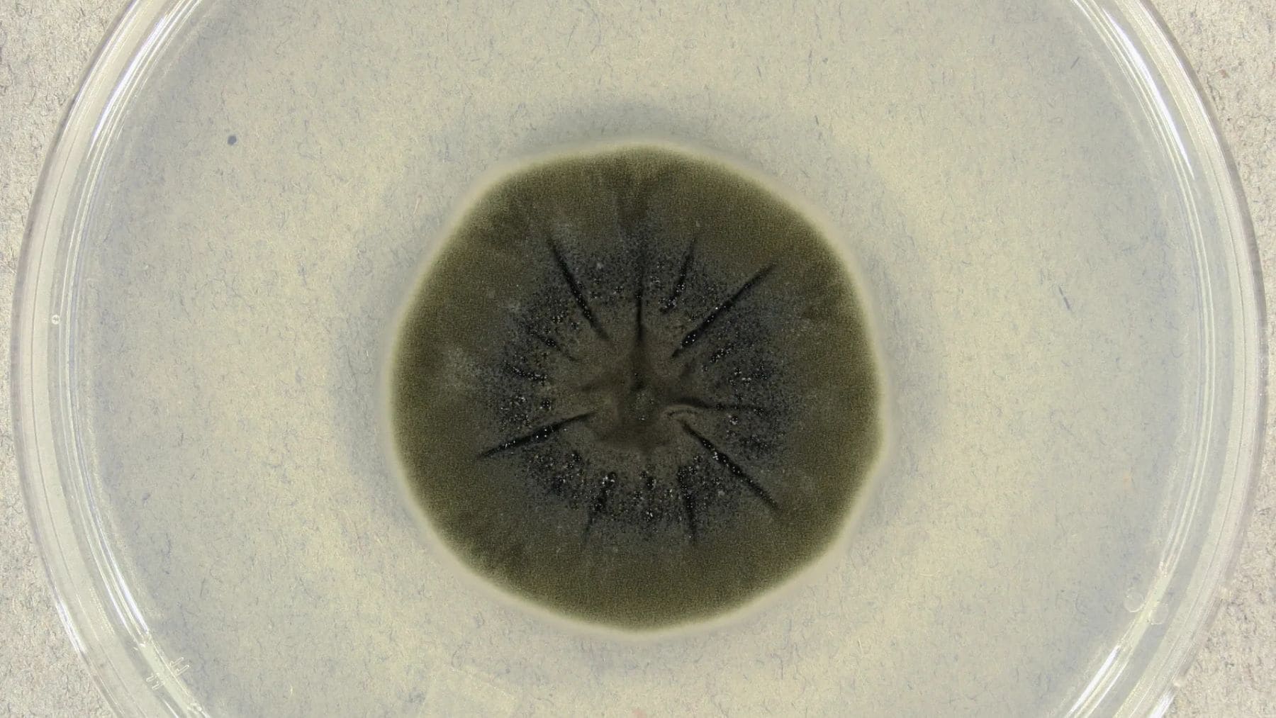 Colonia del hongo Cladosporium sphaerospermum creciendo en un entorno con alta radiación