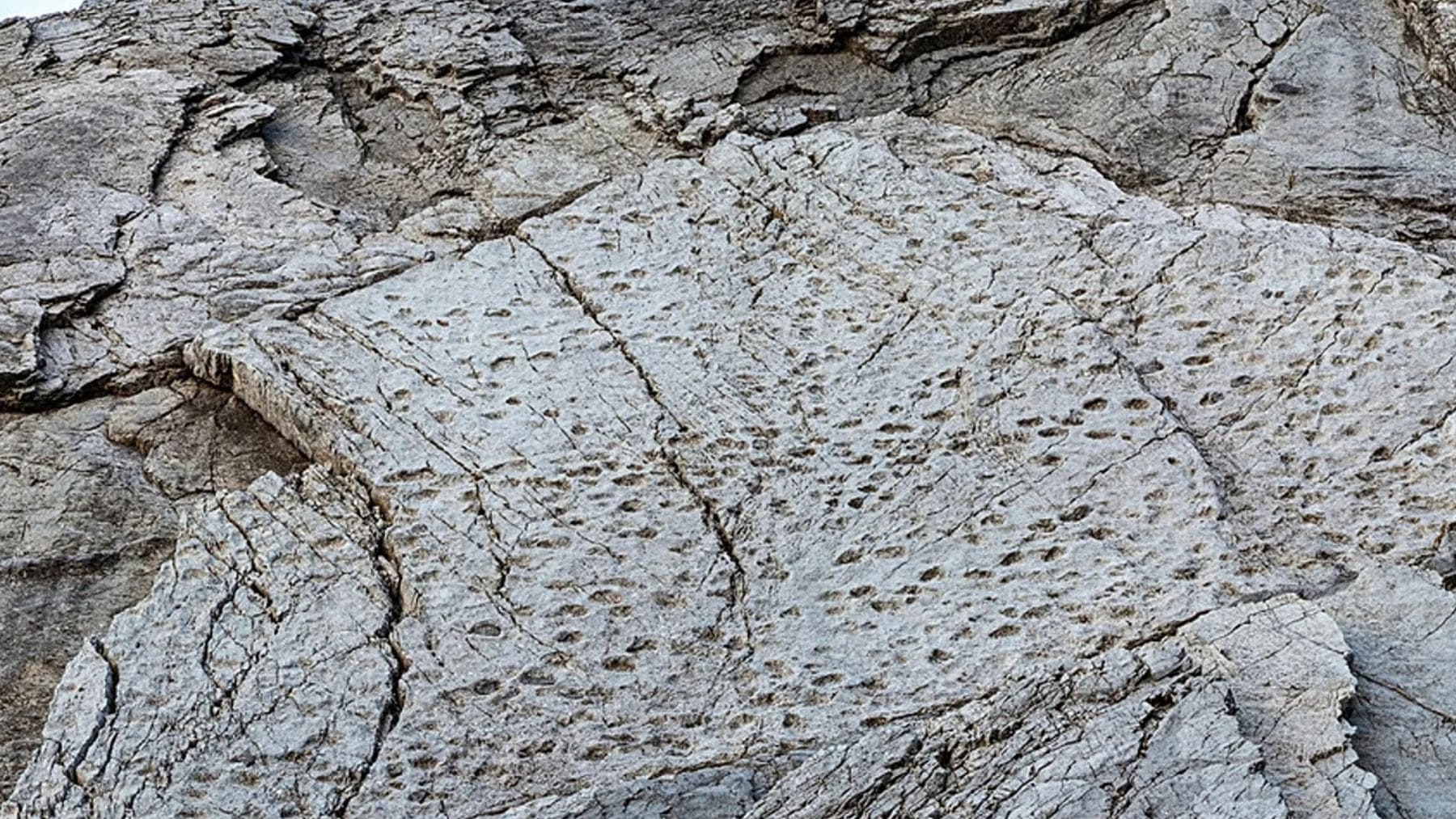 Miles de huellas de dinosaurios prosaurópodos impresas en una pared de roca vertical en el Parque Nacional del Stelvio, Alpes.