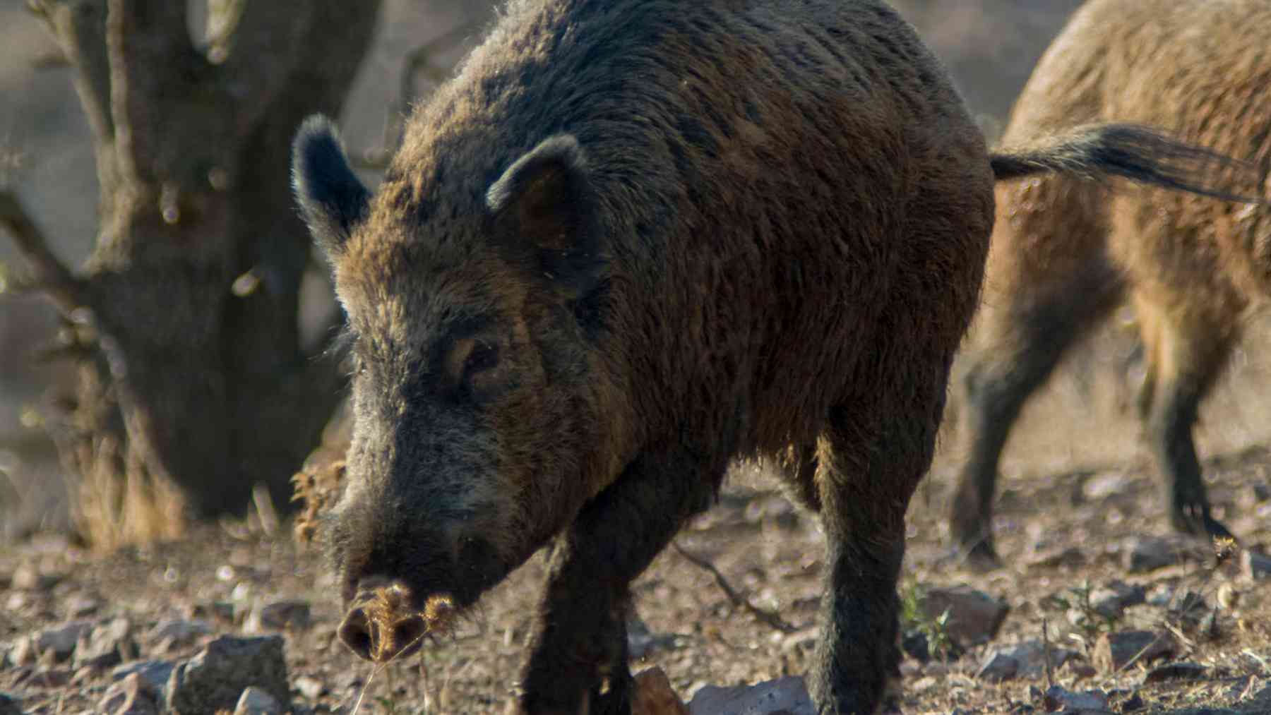 Jabalí salvaje caminando en un paisaje natural con arbustos y piedras