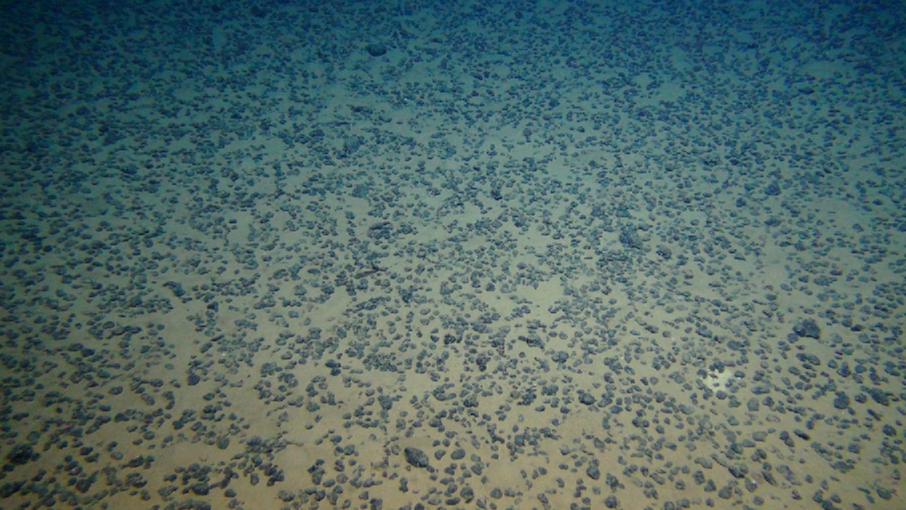 Nódulos polimetálicos sobre el fondo oceánico en una zona de minería submarina del Pacífico