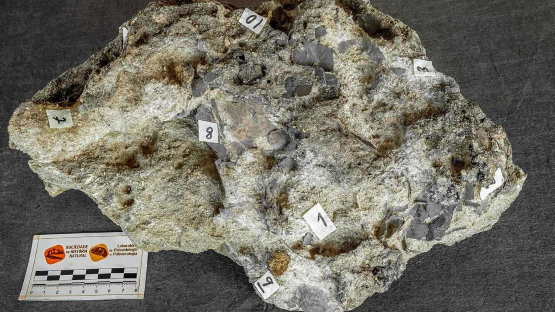 Nido fósil con huevos de dinosaurio del Jurásico Superior hallado en Santa Cruz, Torres Vedras