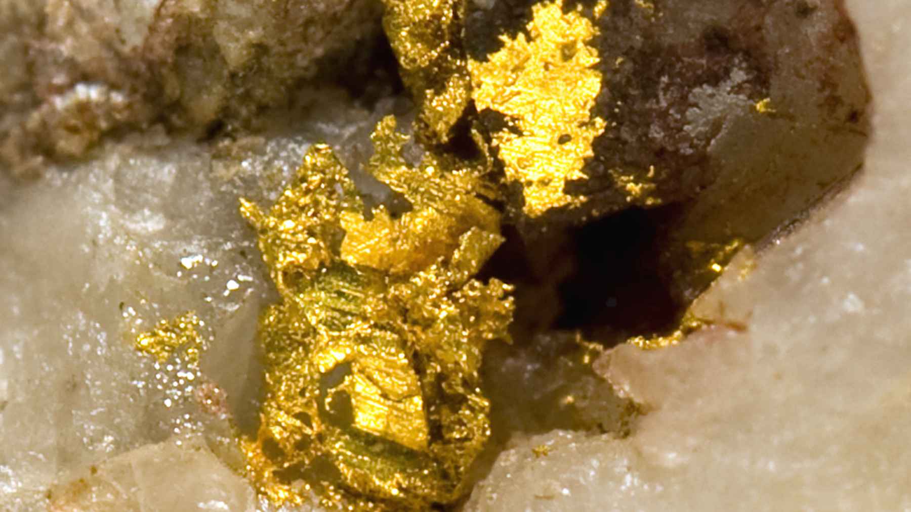Oro nativo incrustado en cuarzo en un primer plano (macro)