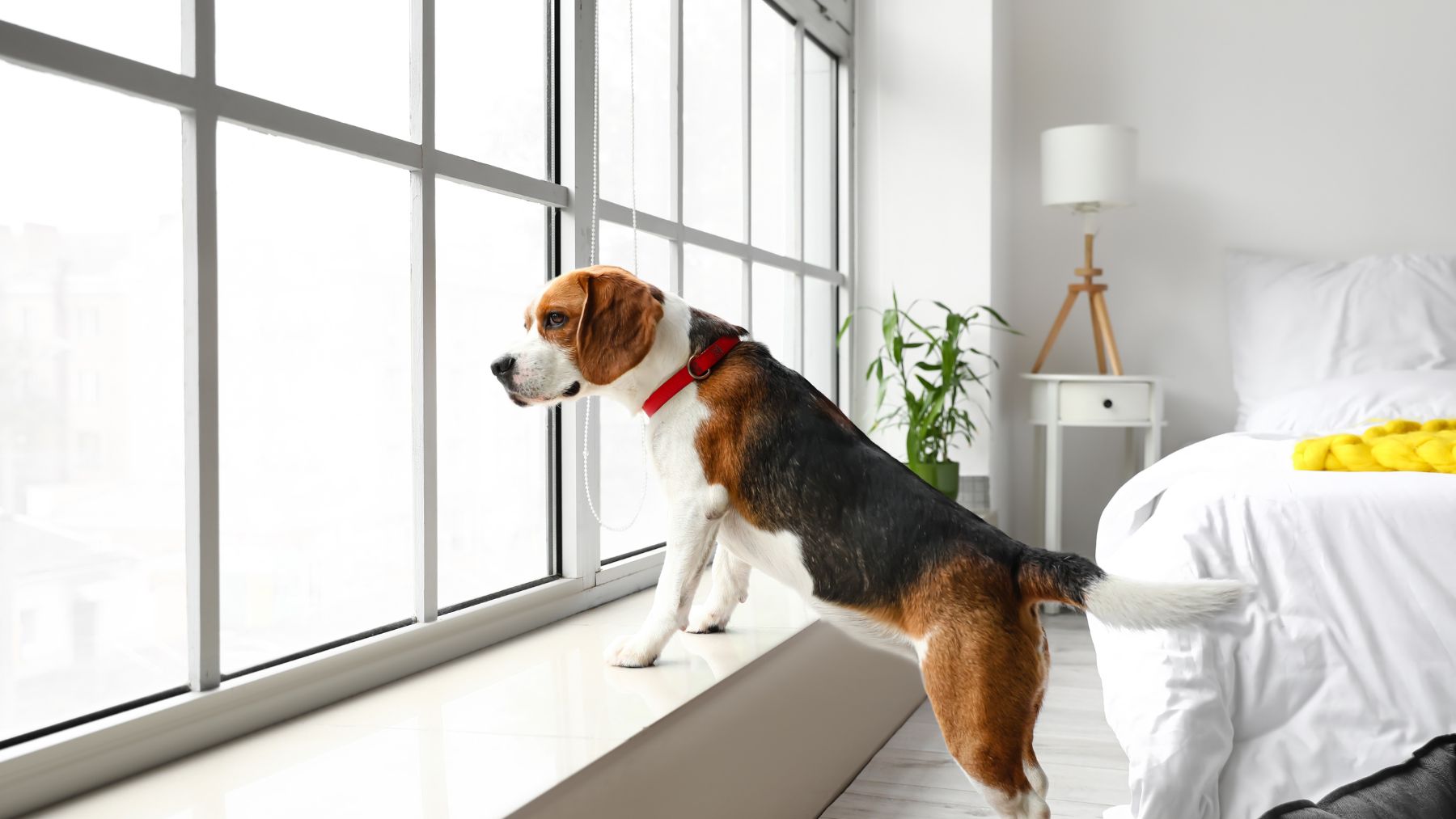 Perro solo en casa mirando por la ventana durante la ausencia de sus dueños.