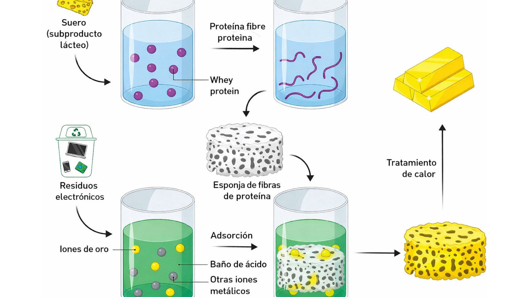 Esquema del proceso científico para extraer oro de placas base mediante una esponja de proteína de suero.