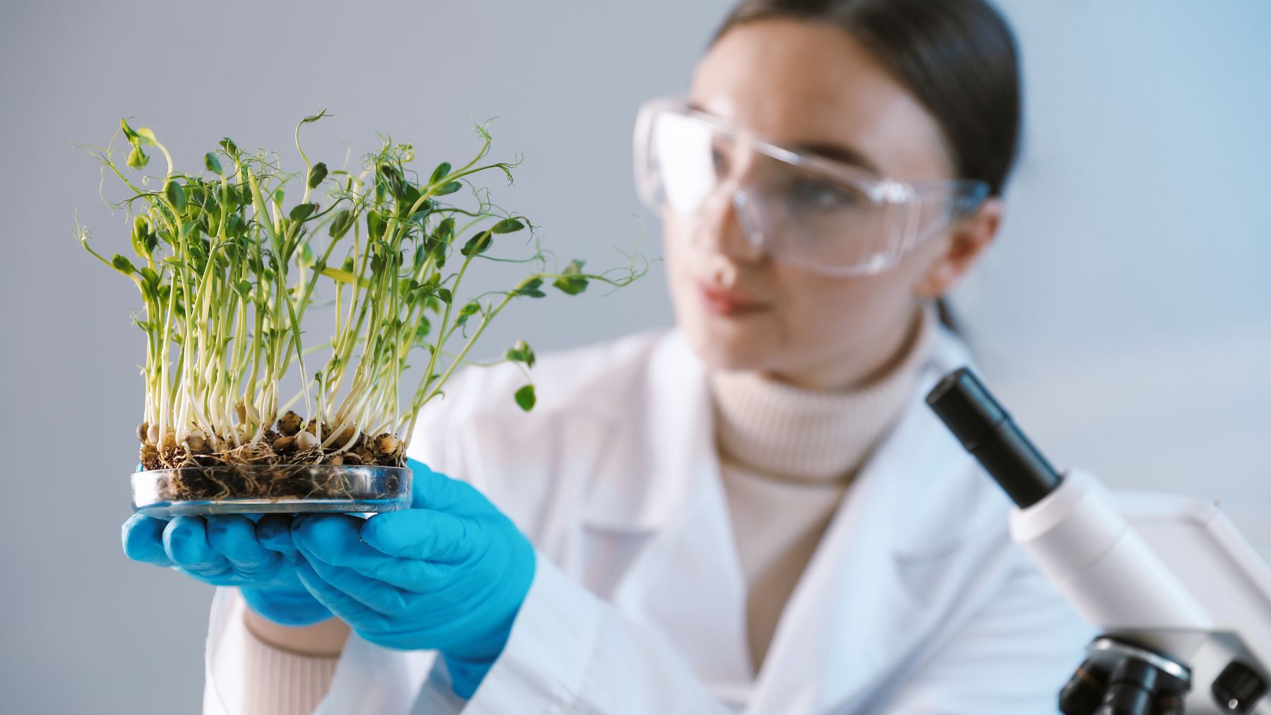 Científica analiza plantas vivas en laboratorio para estudiar cómo regulan el intercambio de agua y CO₂