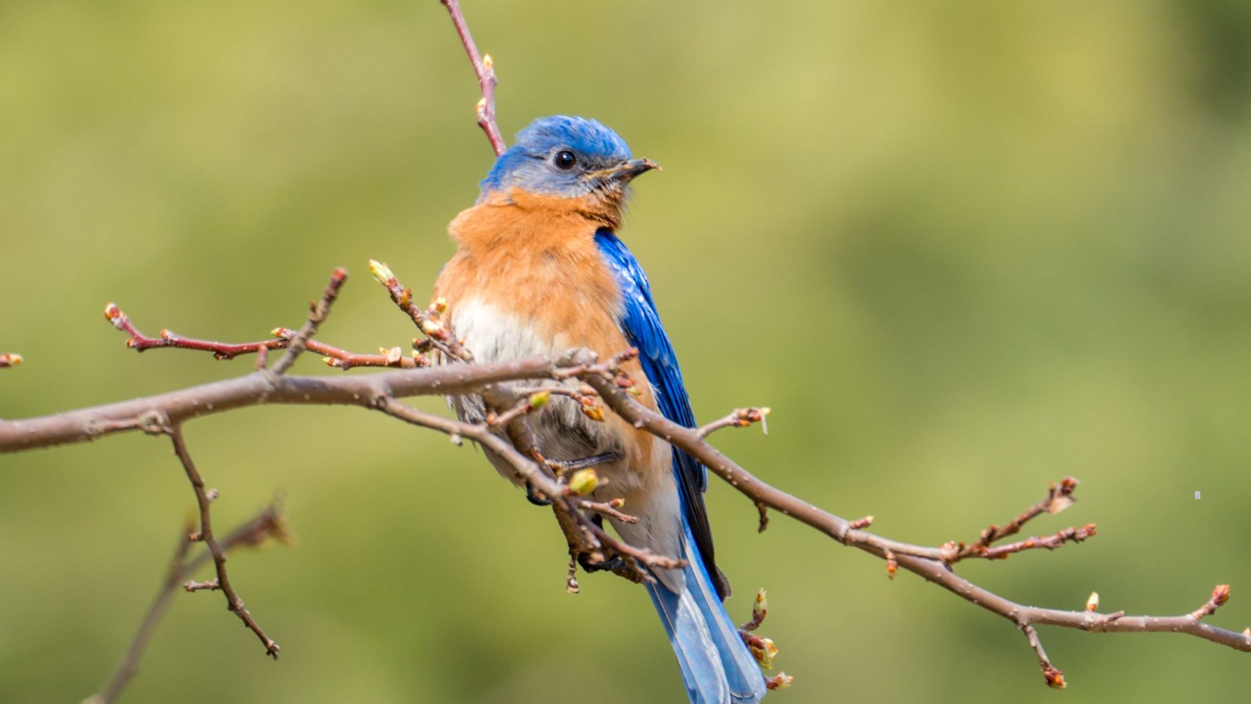 Pájaros cantando intensamente al amanecer durante el coro matutino
