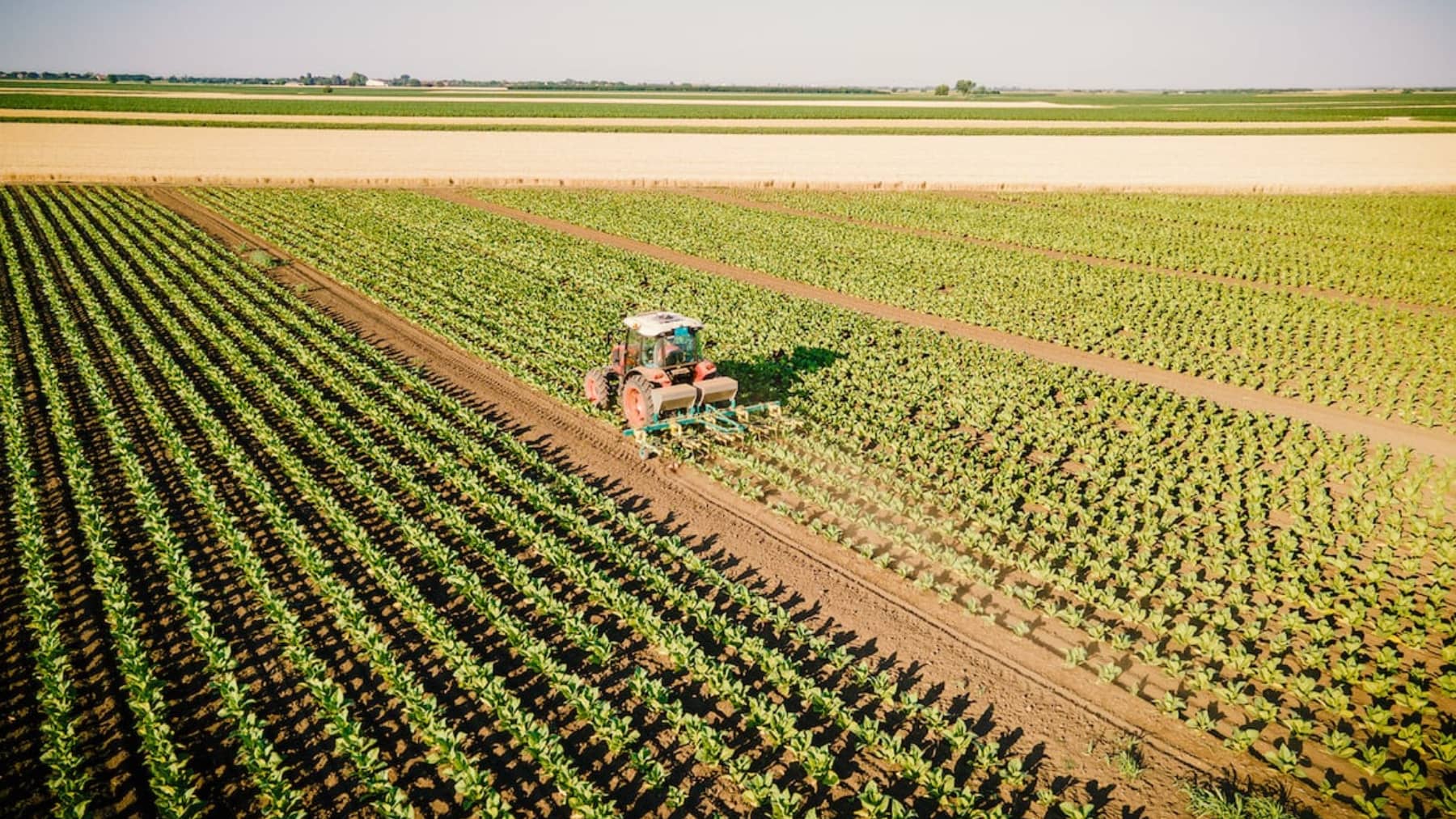 Tractor trabajando en un campo de cultivos en hileras, visto desde el aire, en una explotación agrícola.