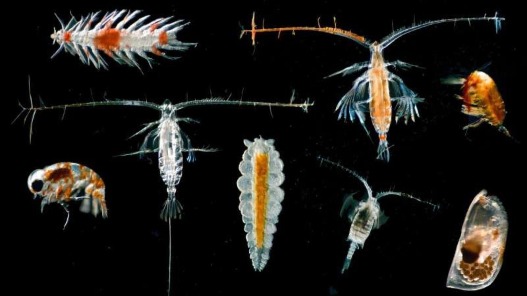 Zooplancton de aguas profundas afectado por residuos de la minería submarina en el océano Pacífico