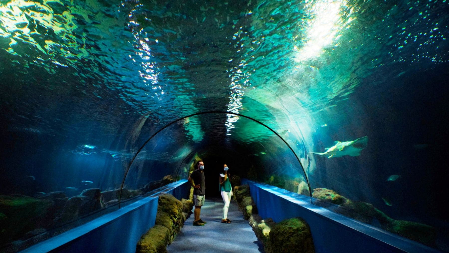 Túnel submarino del acuario con tiburones tras la reapertura y la reparación de fugas de agua.