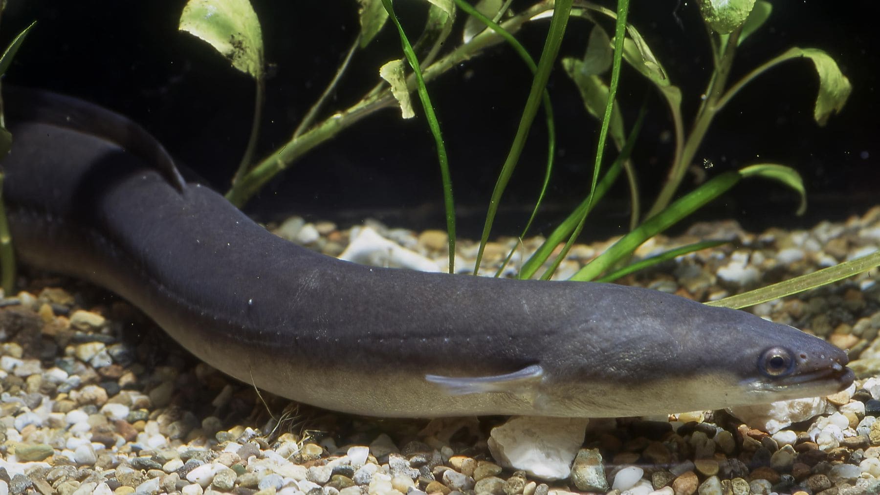 Anguila europea (Anguilla anguilla). en el fondo de un río español, especie en peligro de extinción.