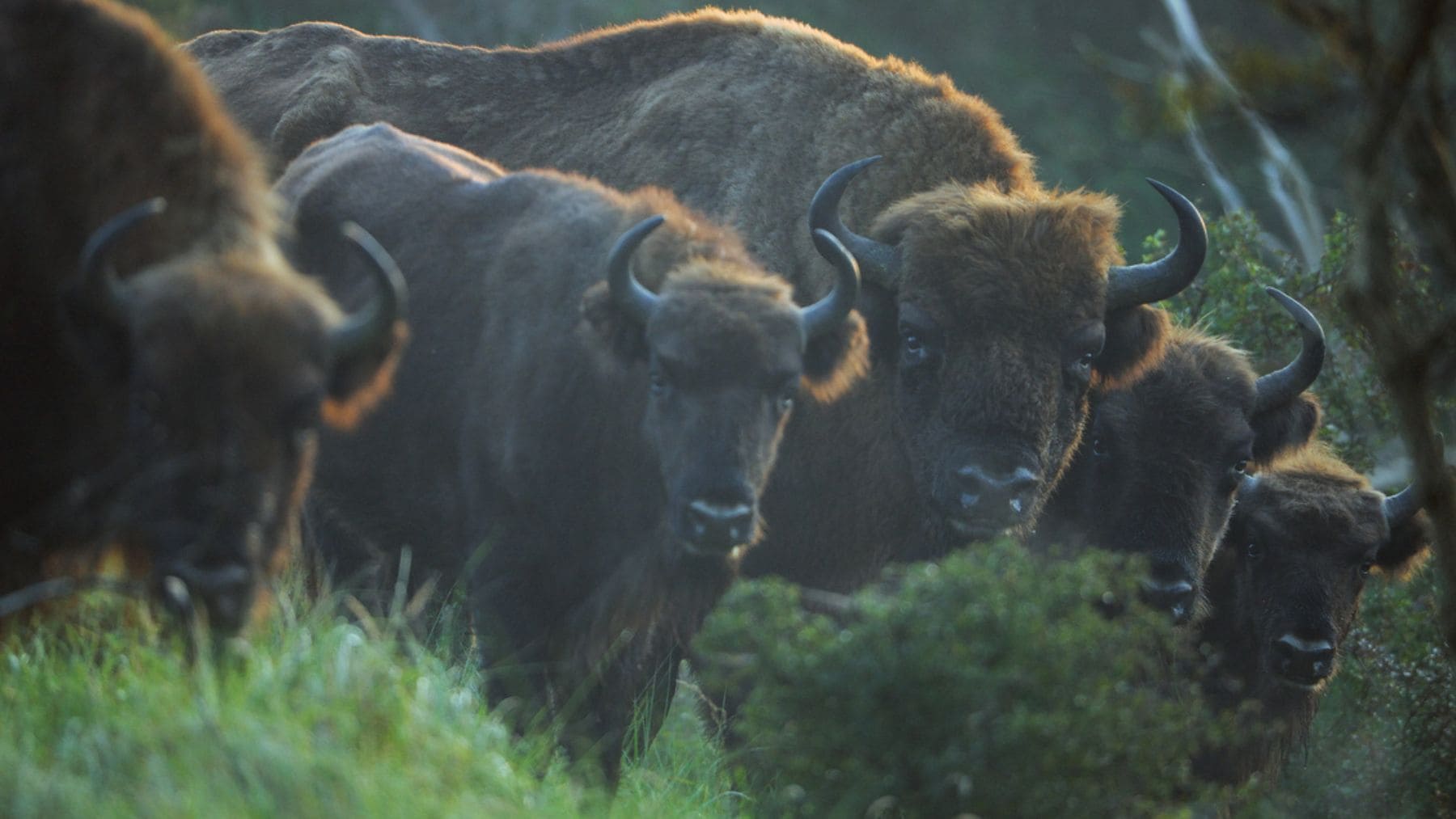 Bisontes europeos en libertad en los Montes de Tarcu tras su reintroducción en Rumanía.