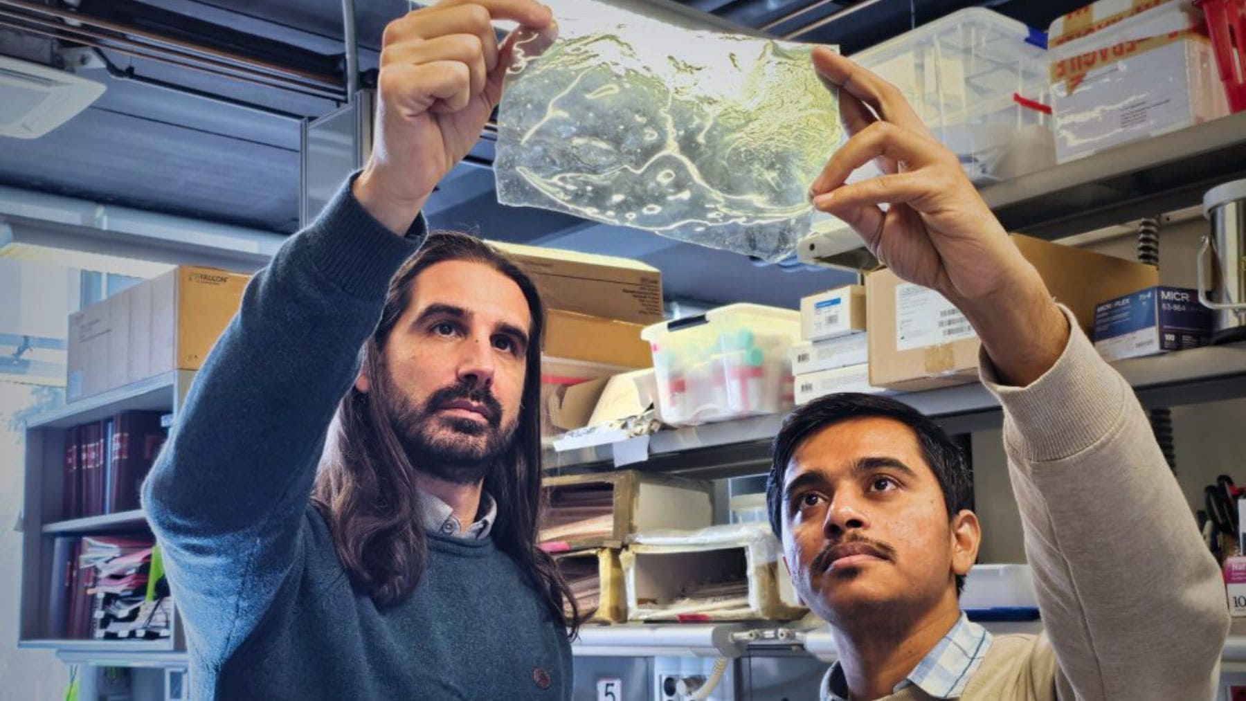 Científicos del IBEC muestran un biomaterial hecho con cáscaras de gambas que sustituye al plástico.