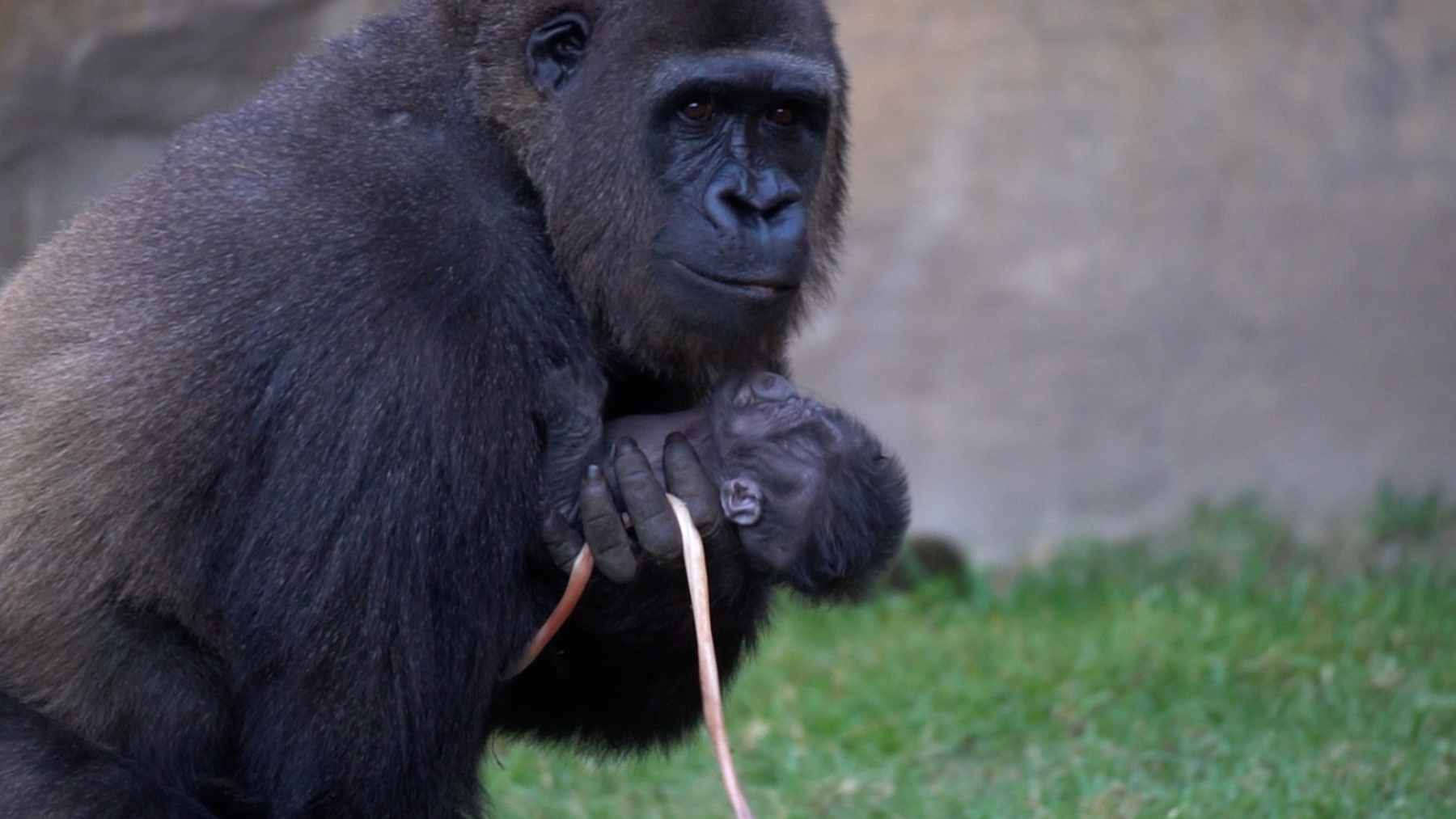 Los científicos no dan crédito: nace en Málaga este extraño animal "con traje de esmoquin" que lucha contra su extinción