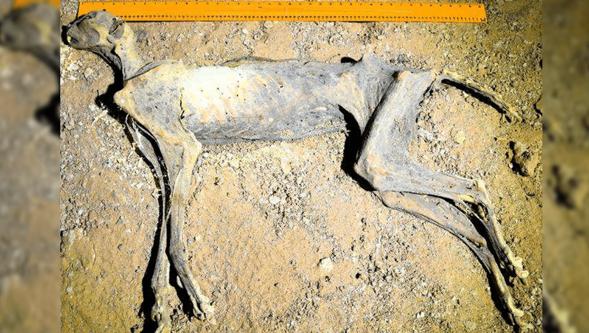 Guepardo momificado hallado en una cueva del norte de Arabia Saudí tras 1.800 años.
