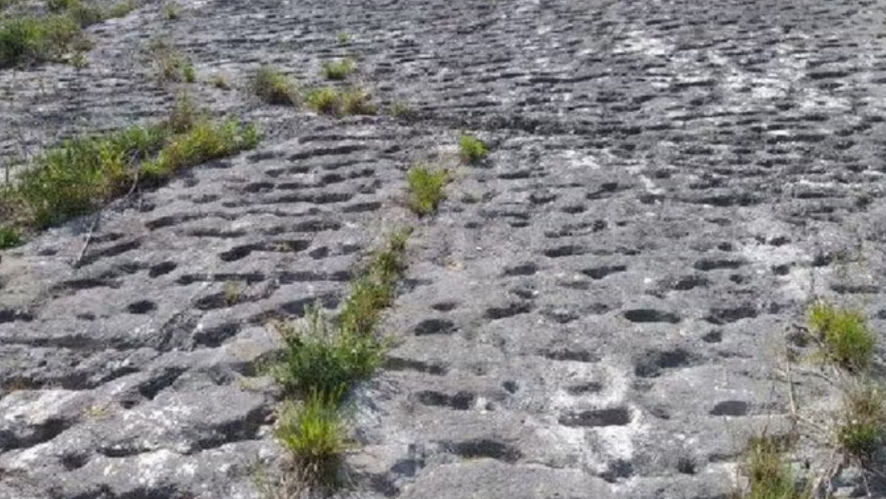 Huellas fósiles en la roca del Monte Cònero que podrían pertenecer a tortugas marinas del Cretácico.