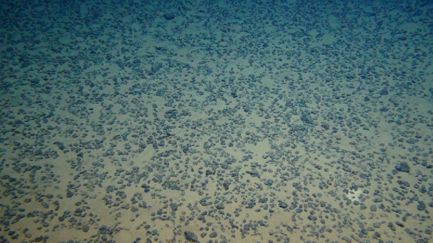 Fondo marino con nódulos polimetálicos en la Zona Clarion-Clipperton a 4.300 metros de profundidad.