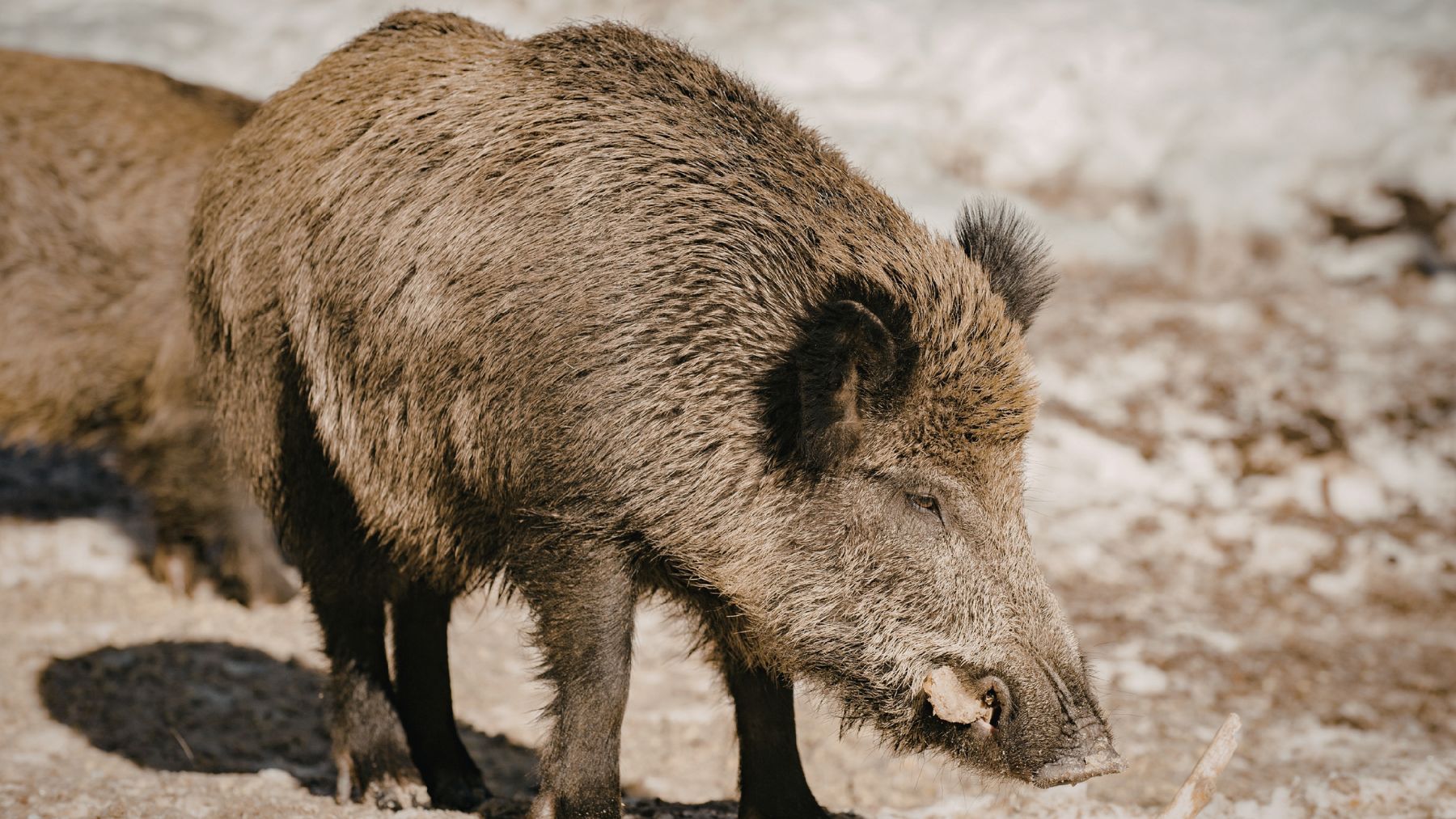 Jabalí adulto en entorno natural en Cataluña ante el aumento de su población y su presencia en zonas urbanas.